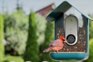 Image for Smart Bird Feeder Tracks Feathery Visitors