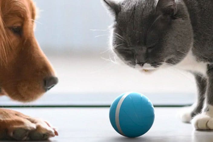 Wicked Ball Review: Autonomous Pet Toy Keeps Dogs & Cats Entertained