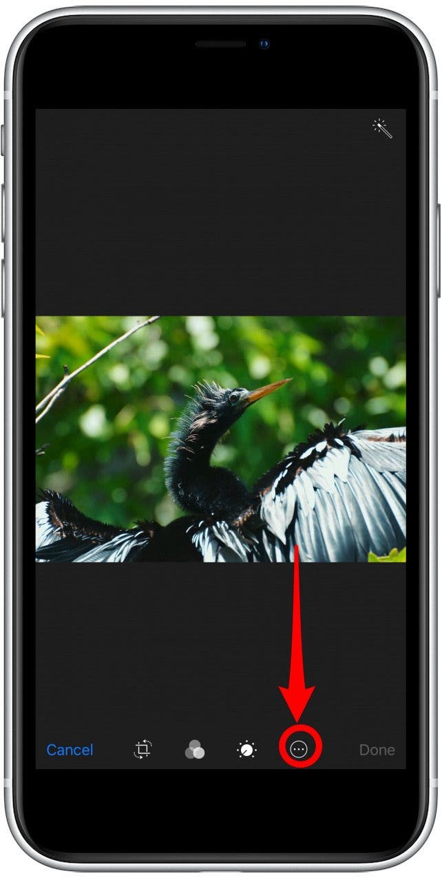 photos app edit photo screen with the more option highlighted