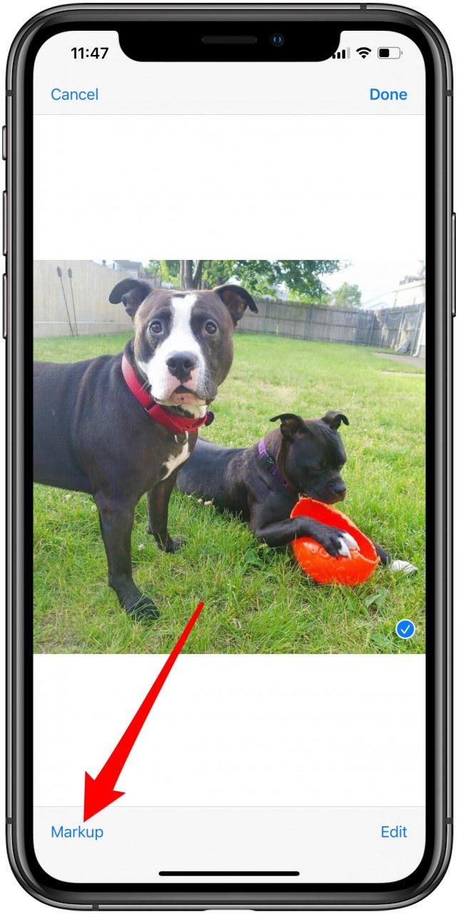 Tap Markup at the bottom of the photo