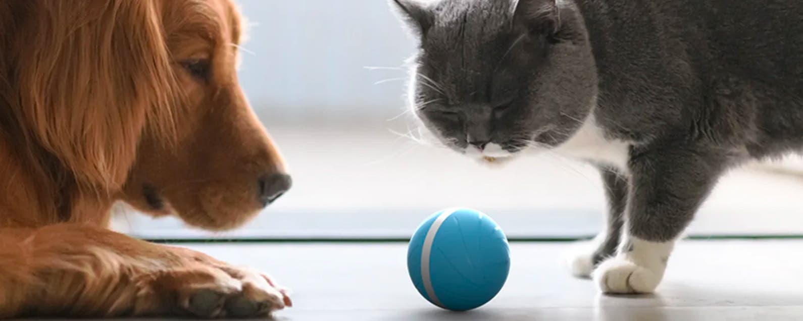 wicked ball for cats